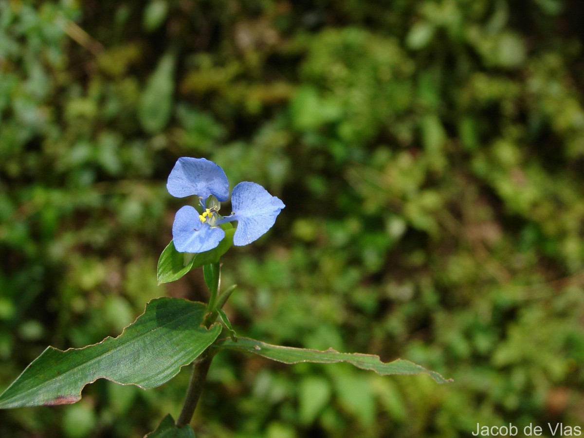 Commelina diffusa Burm.f.